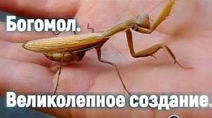 Богомол. Ровесник динозавров.