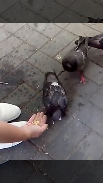 Дикие голуби едят с рук смотреть онлайн