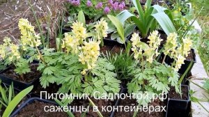 Хохлатка  крупноприцветниковая или жёлтая, Corydalis bracteata