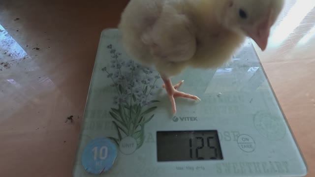 Чем поить и кормить бройлеров... смотреть онлайн