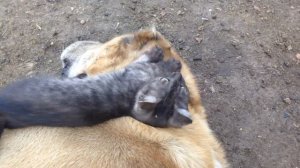 Алабай Баграм и котенок или кошка ест собаку