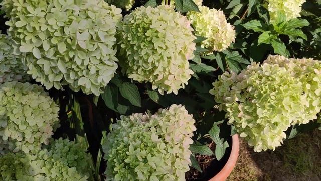 Гортензия метельчатая Литтл Лайм Панч (Little-Lime®-Punch) - ро смотреть онлайн