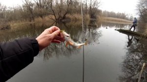 Окунь на микроджиг. Уловистые проводки и приманки на о