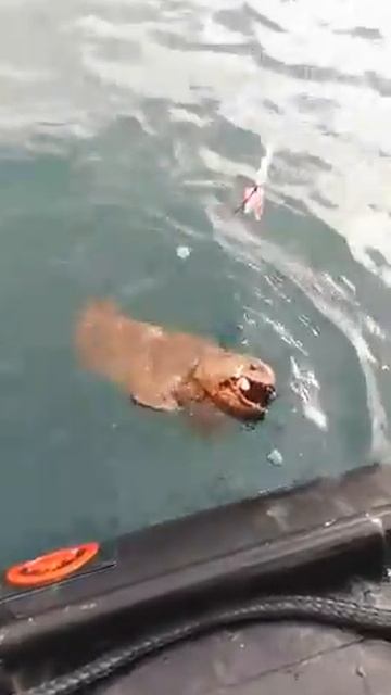 ПОЙМАЛИ МОРСКОГО МОНСТРА НА УДОЧКУ смотреть онлайн