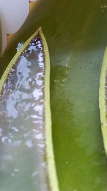 Алоэ вера 🌵 смотреть онлайн