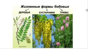 Биология 7 класс Семейства Бобовые и Паслёновые