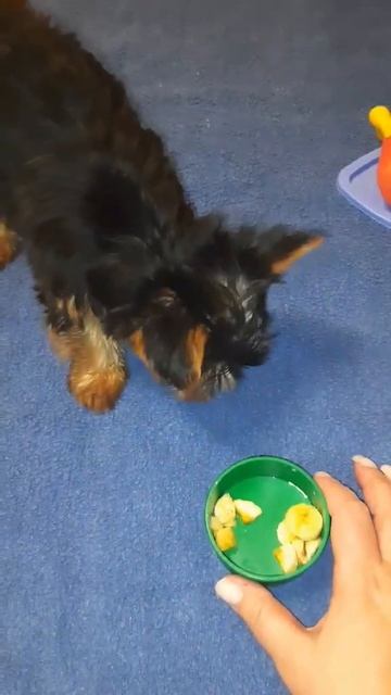 Собачка Бусинка ест банан смотреть онлайн