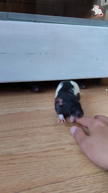 Быть хорошим просто.💗 Крысы дамбо + белки дегу❤🔥❤? смотреть онлайн