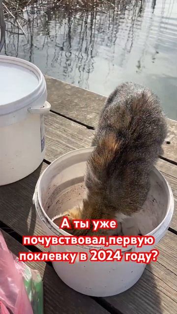 Первая поклёвка на поплавок 2024 🐟 #рыбалка смотреть онлайн
