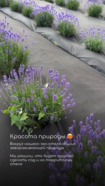 Лавандовое поле на территории отеля #отдыхвроссии #от? смотреть онлайн