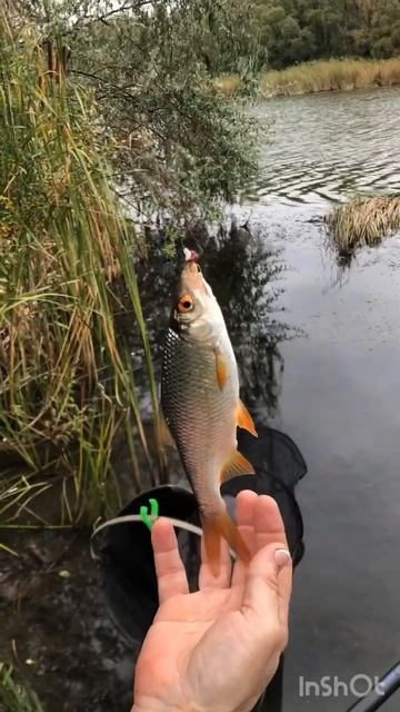 Летняя рыбалка на поплавочную удочку. 30.06.23. смотреть онлайн