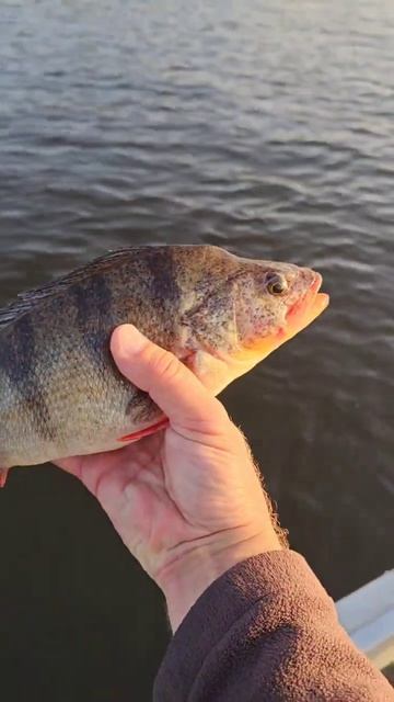 Рыбалка на окуня на Волге #жерех, #рыбалканаволге, #спи? смотреть онлайн