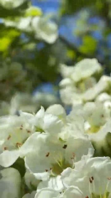 Цветы боярышника #сад #огород #цветы #деревья #боярышн? смотреть онлайн