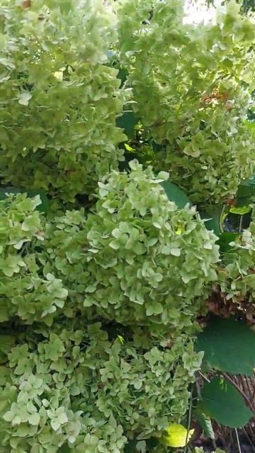 гортензия. все лето и осень радует своей красотой