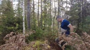 Собираем мох в лесу. Жизнь на Алтае после переезда.