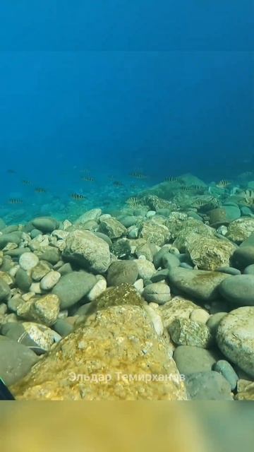 Хочешь так же нырять? - Подводная охота смотреть онлайн