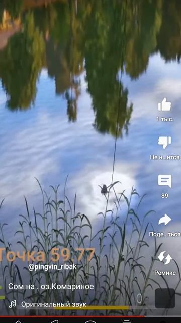сом на каморином - редкая зараза) видео не мое а @pingvin_riba смотреть онлайн