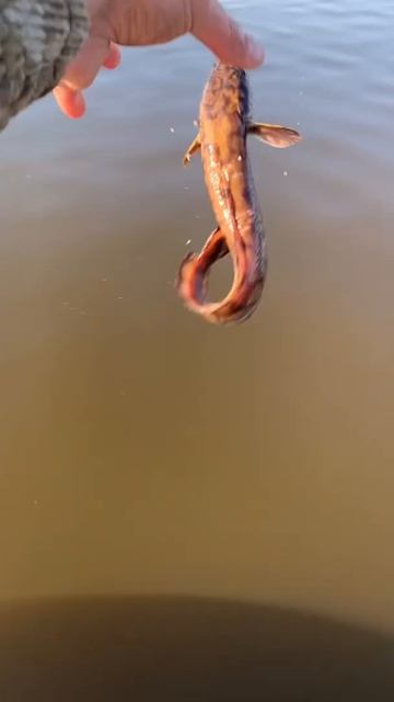 Река Вычегда. Река. Лето. смотреть онлайн