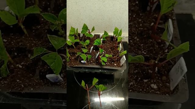 Позднее черенкование гортензий