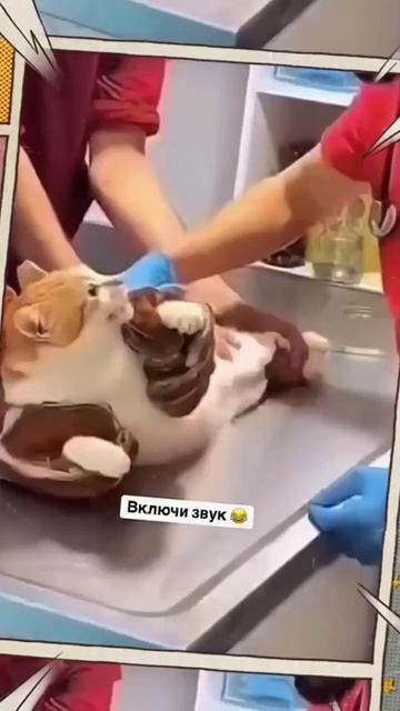 😂рил:когда не хочу ити в школу🤣//#друг #шеди #леска#ну? смотреть онлайн