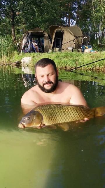 короп, carp #carpfishing #карпфішинг #риболовля #флетфідер #flatfe смотреть онлайн