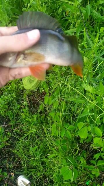 Окунь на Блесну #avramtv #окунь #блесна #речка #рыбалка #лет смотреть онлайн