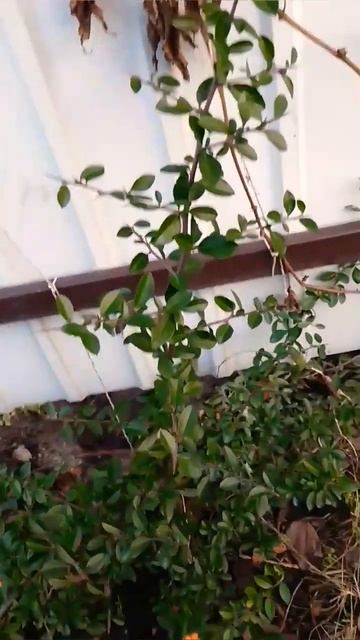 Пираканта #сад смотреть онлайн