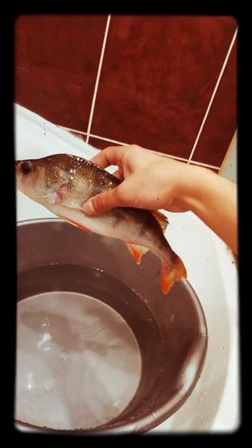 Рыбалка осенью на спиннинг ультралайт и огромный окун