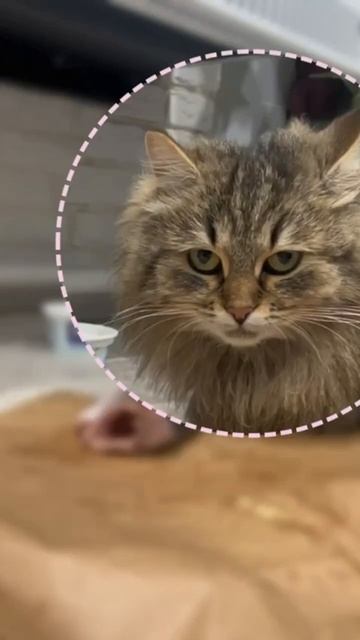 Почему ничего не ешь? смотреть онлайн