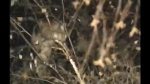 БАРСИК, БАРСИК...