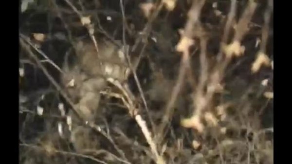 БАРСИК, БАРСИК...