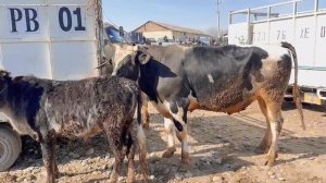 Молбозори Фархор ин Пародаи нав дар бозор,         8 марта