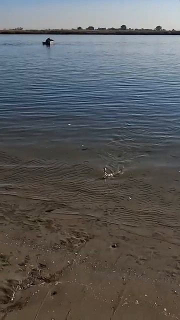 Фидерная рыбалка, хотели поймать рыбца, а наловили тар смотреть онлайн