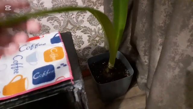 ГИППЕАСТРУМЫ во всей Красе👍🦋#цветы #растения #flowers смотреть онлайн