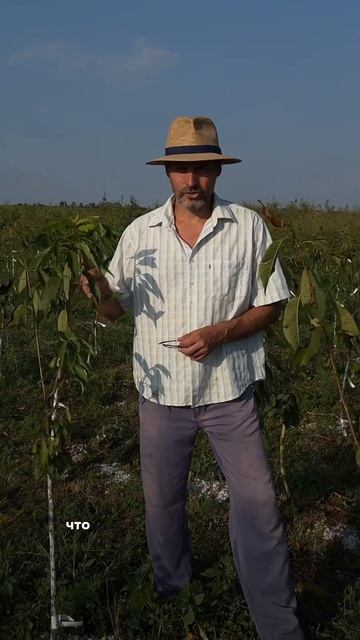 Обработка плодовых деревьев смотреть онлайн