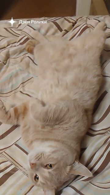 Ест и спит 😊 #cat #котэ #котка #котки #catlover #котики #memes #ко смотреть онлайн