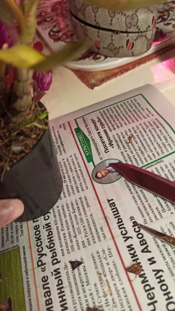 Орхидеи + болезни / Дендробиум Хибики заражён личинкой смотреть онлайн