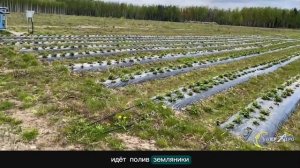 Применение препаратов Ikar и Biolchim на малине и землянике