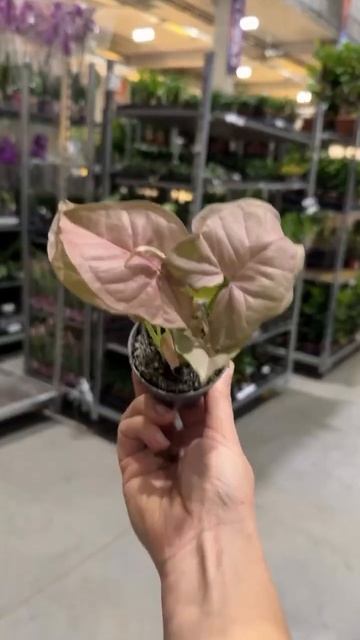 Самые интересные растения с доставкой на дом 💚🍃 #ком смотреть онлайн