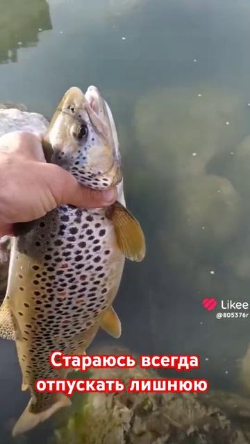 Ловля форели в горных реках .#поймалотпусти #fishing #рыба смотреть онлайн