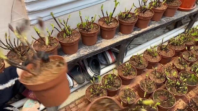 ПОСТУПЛЕНИЕ НОВЫХ СОРТОВ ГОРТЕНЗИЙ🌺 смотреть онлайн