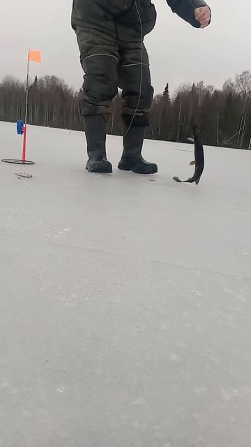 Рыбалка по последнему льду#shorts смотреть онлайн