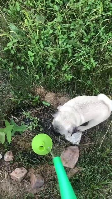 Поливаем с Реной клумбы) #shorts смотреть онлайн