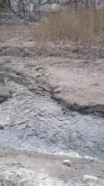 Запорожье Река Верхняя Хортица #flagman #fishing #нхнч #рыбалк смотреть онлайн