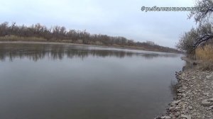 Крупный сом на спиннинг   Рыбалка на спиннинг с берега