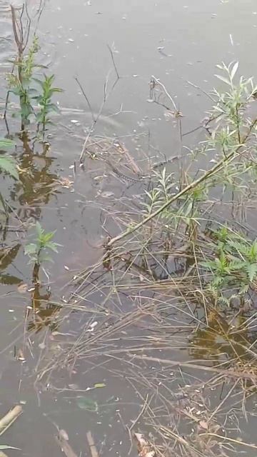 охота ужа #адыгея #звукиприроды #рыбалка #змея #озеро смотреть онлайн