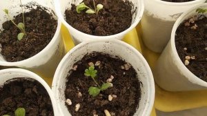 КАК РАСТУТ ПРОСТРЕЛЫ ИЗ СВОИХ СЕМЯН?