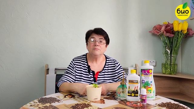 Черенкование гортензий почкой