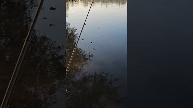 Рыбалка🐟 на Bahnheim See 2024г. Клюнул карп на кукурузу #рыба? смотреть онлайн