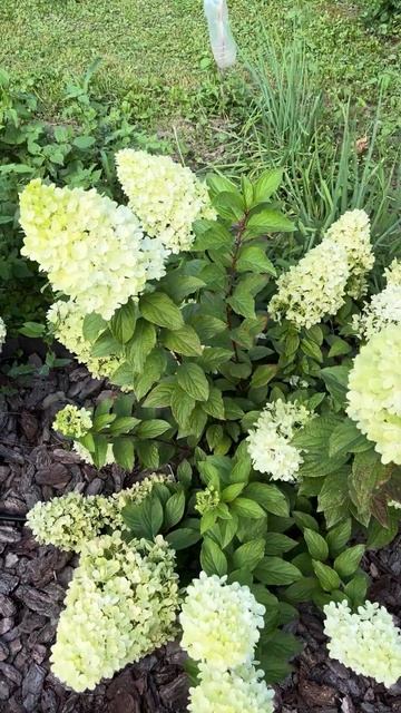 Волотиста гортензія Панорама, 17.08.24р. #garden #gardening #plants смотреть онлайн